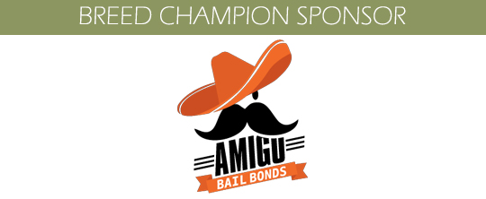 Amigo Bail Bonds